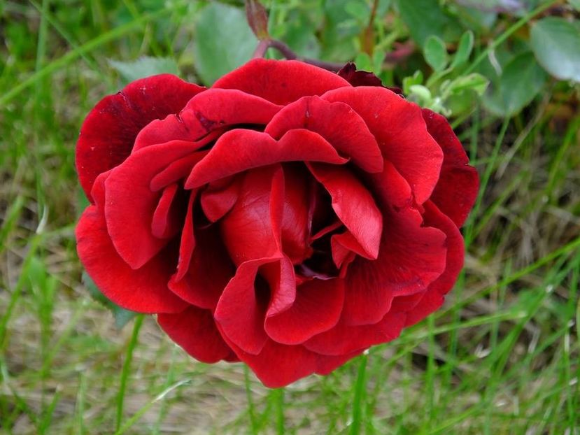 nn rosu sange dr - 2016_05_06_Mai_Iunie