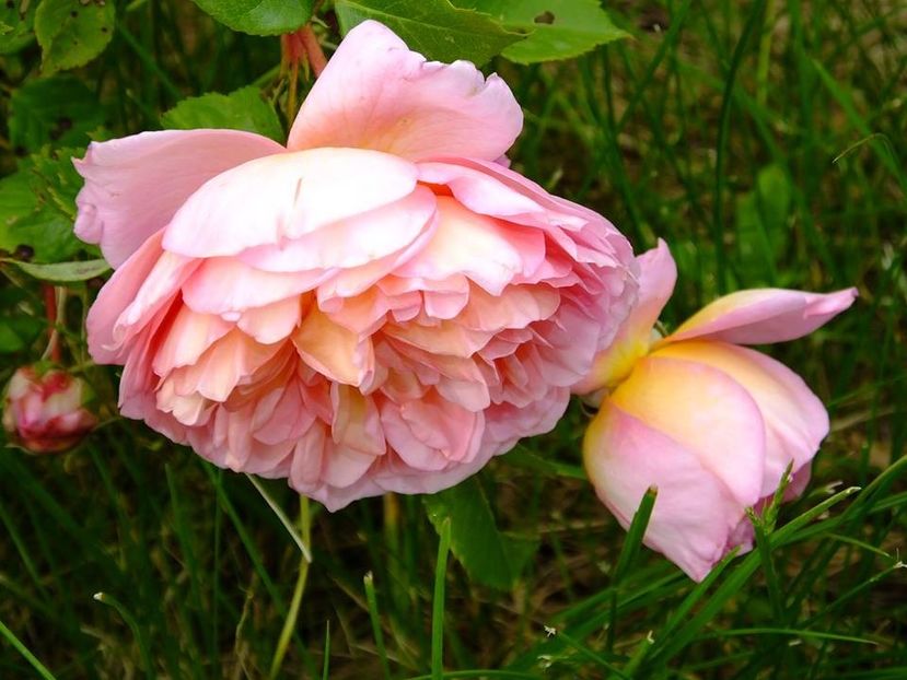 nn somon 1 - 2016_05_06_Mai_Iunie