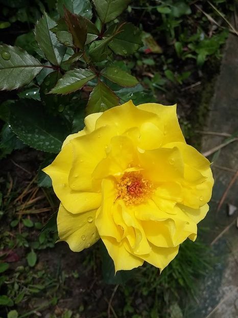 friesia 2 - 2016_05_06_Mai_Iunie