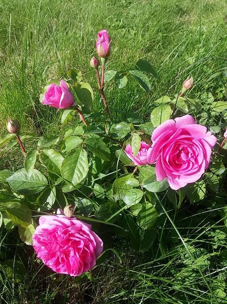 gertrude 1 - 2016_05_06_Mai_Iunie