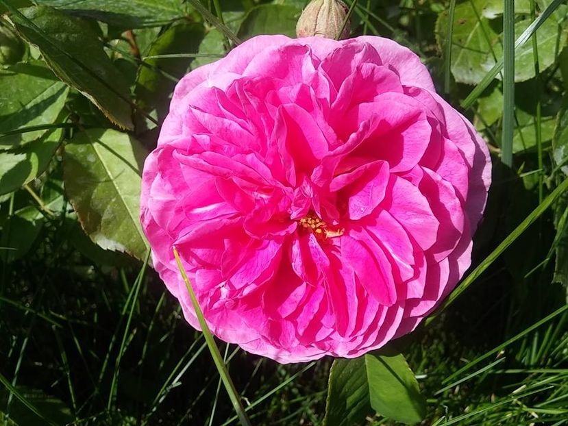 gertrude 2 - 2016_05_06_Mai_Iunie