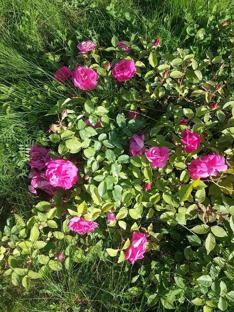 zephirine 1 - 2016_05_06_Mai_Iunie