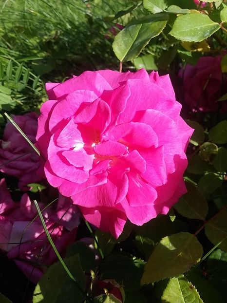 zephirine 2 - 2016_05_06_Mai_Iunie