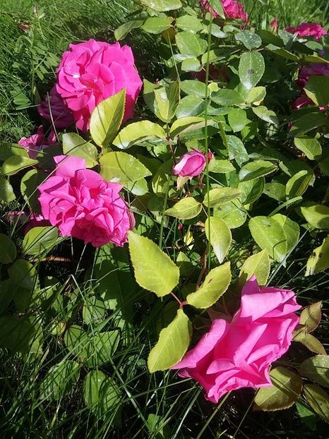 zephirine 3 - 2016_05_06_Mai_Iunie