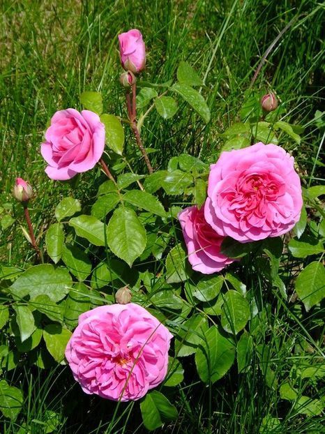 gertrude gekyll 1 - 2016_05_06_Mai_Iunie