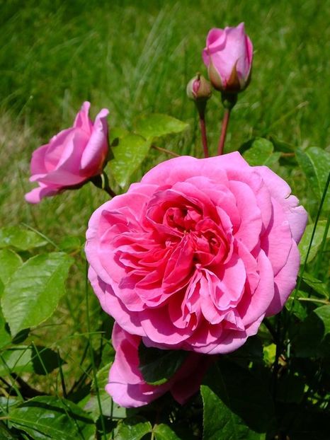 gertrude gekyll 3 - 2016_05_06_Mai_Iunie