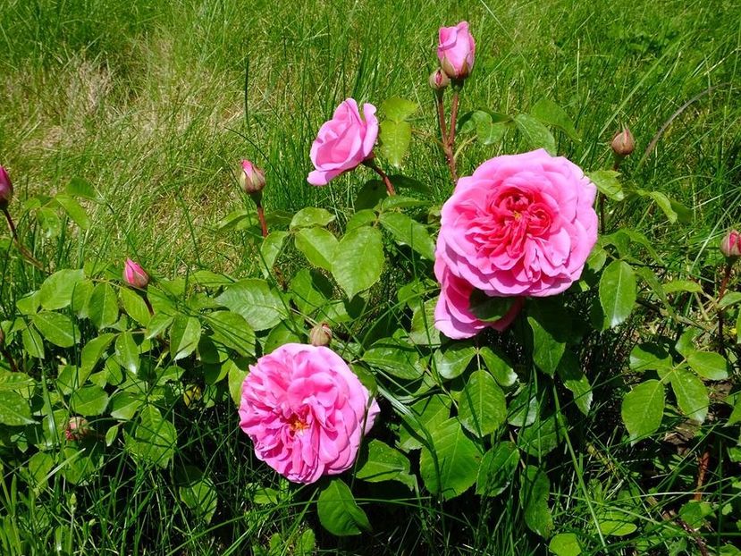 gertrude jekyll 2 - 2016_05_06_Mai_Iunie