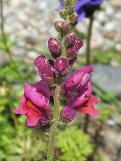 gura leului  2 - 2016_05_06_Mai_Iunie