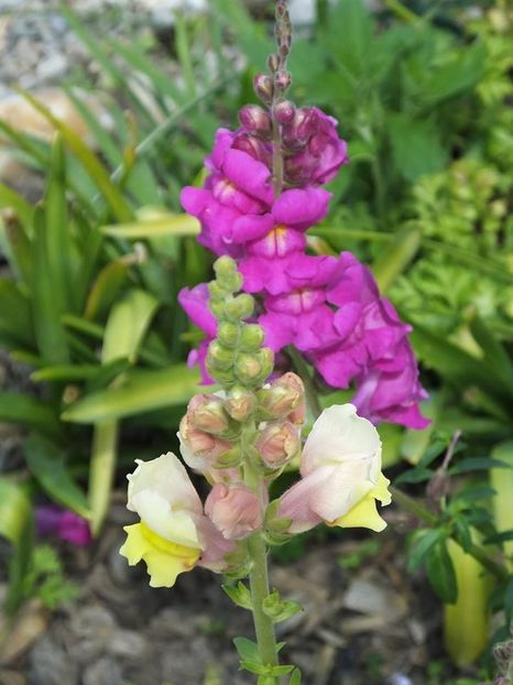 gura leului  5 - 2016_05_06_Mai_Iunie