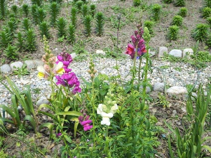 gura leului 3 - 2016_05_06_Mai_Iunie