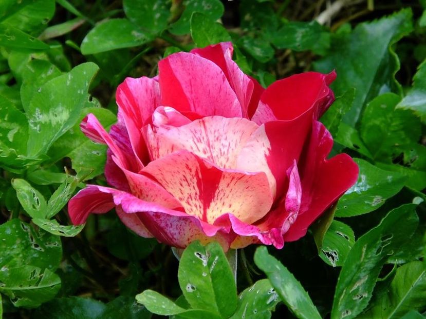 guy savoy 1 - 2016_05_06_Mai_Iunie