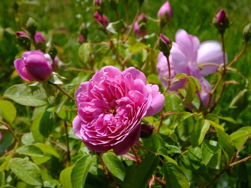 harlow carr 1 - 2016_05_06_Mai_Iunie