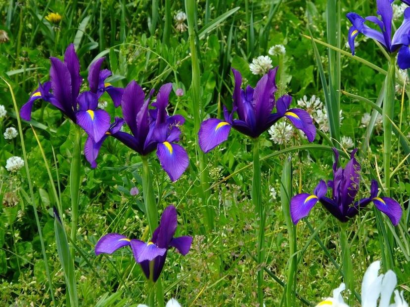 irisi holl 2 - 2016_05_06_Mai_Iunie