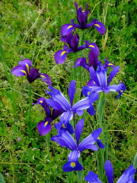 irisi holl 3 - 2016_05_06_Mai_Iunie