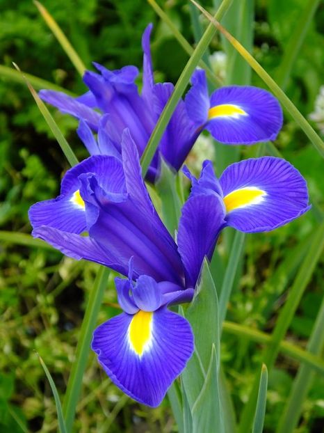 irisi holl 5 - 2016_05_06_Mai_Iunie