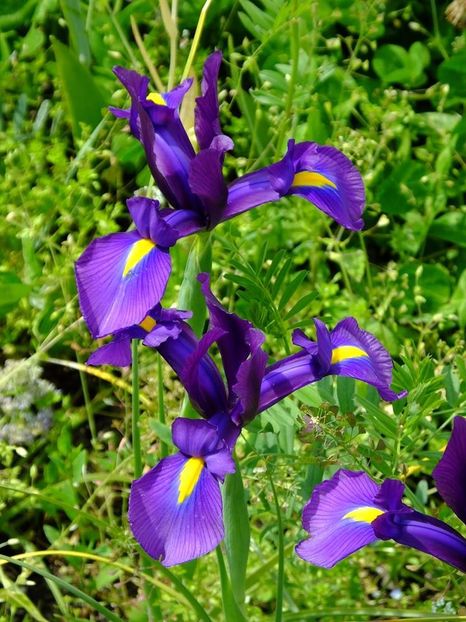 irisi holl 6 - 2016_05_06_Mai_Iunie