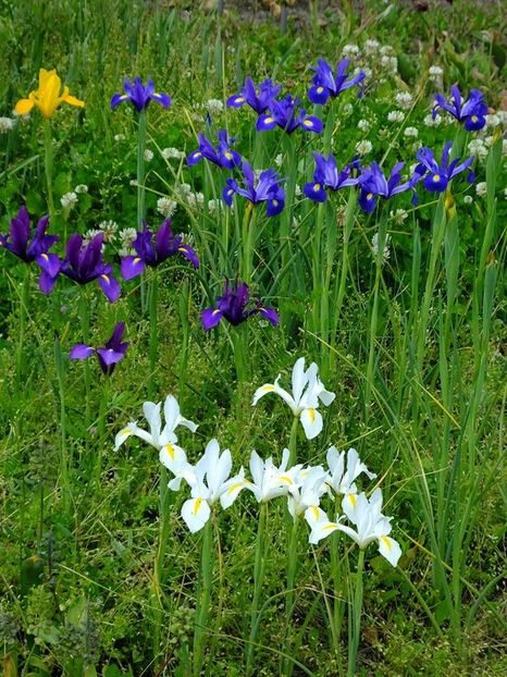 irisi holl1 - 2016_05_06_Mai_Iunie