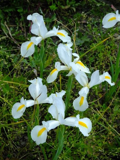 irisi holl4 - 2016_05_06_Mai_Iunie