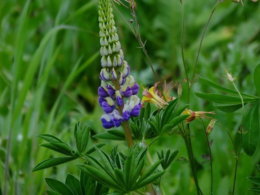 lupin bleo - 2016_05_06_Mai_Iunie