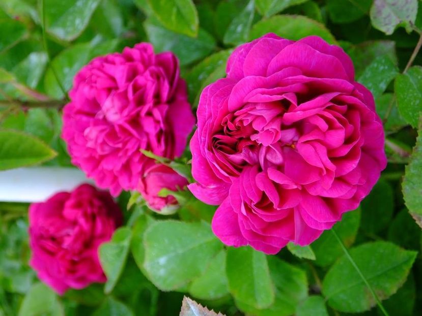 rose de rescht 1 - 2016_05_06_Mai_Iunie