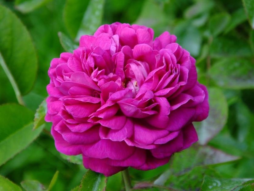 rose de rescht 2 - 2016_05_06_Mai_Iunie