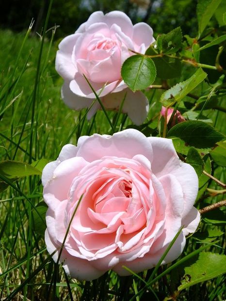 saint swithum - 2016_05_06_Mai_Iunie