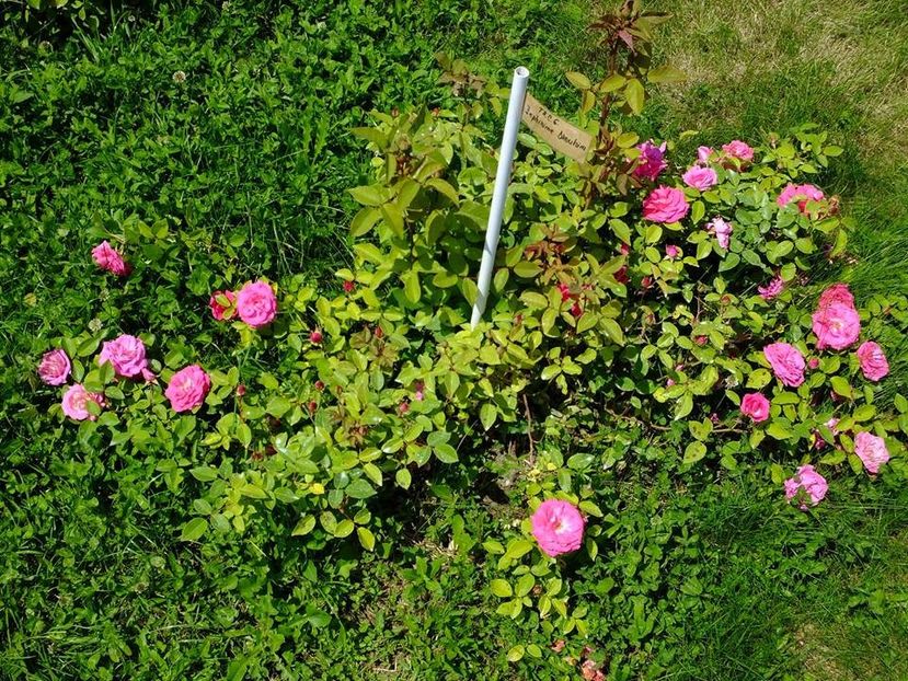 zephirine drouhin - 2016_05_06_Mai_Iunie