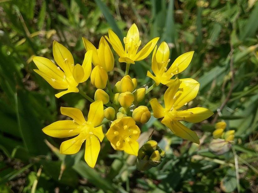 allium molly 2 - 2016_05_06_Mai_Iunie