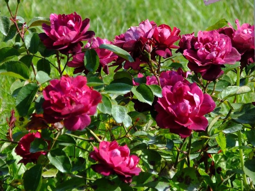 cardinal hume 2 - 2016_05_06_Mai_Iunie