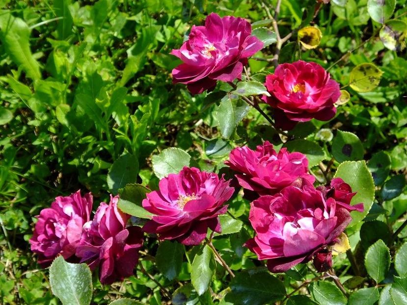 cardinal hume 5 - 2016_05_06_Mai_Iunie