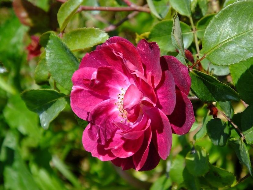 cardinal hume 6 - 2016_05_06_Mai_Iunie