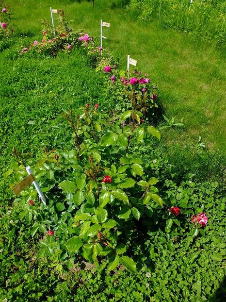 cerc 2 - 2016_05_06_Mai_Iunie