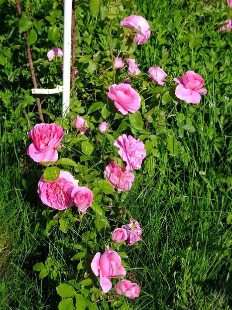 gertrude jekyll  3 - 2016_05_06_Mai_Iunie