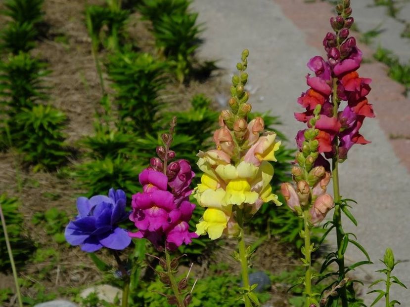 gura leului 1 - 2016_05_06_Mai_Iunie