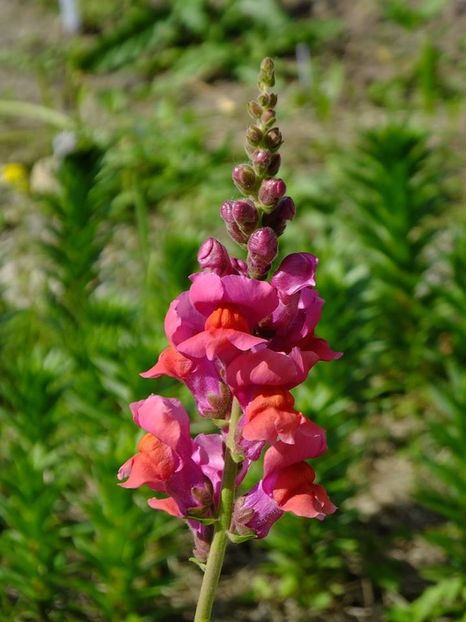 gura leului 2 - 2016_05_06_Mai_Iunie