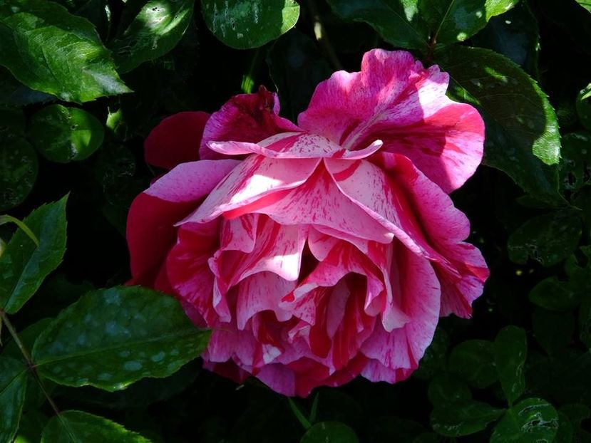 guy savoy 1 - 2016_05_06_Mai_Iunie