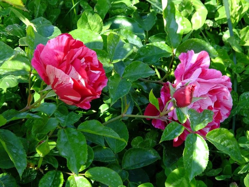 guy savoy 3 - 2016_05_06_Mai_Iunie