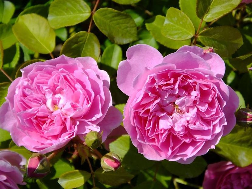 harlow carr 1 - 2016_05_06_Mai_Iunie