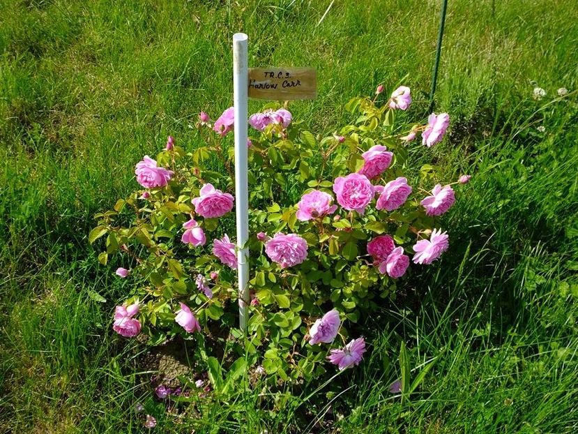 harlow carr 3 - 2016_05_06_Mai_Iunie