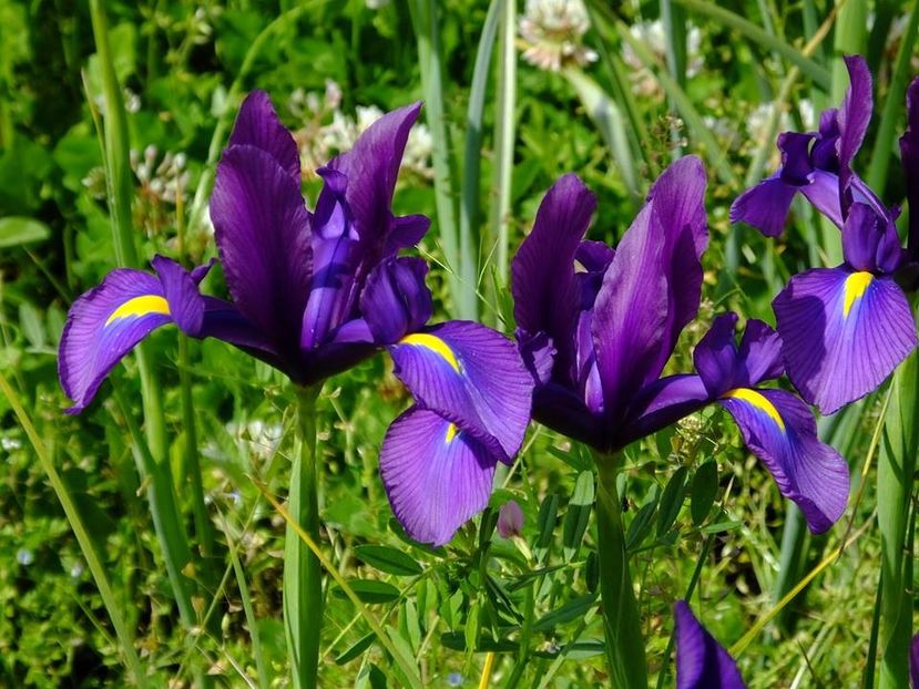 iris holl 3 - 2016_05_06_Mai_Iunie