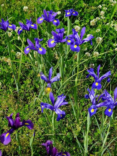 iris holl 4 - 2016_05_06_Mai_Iunie