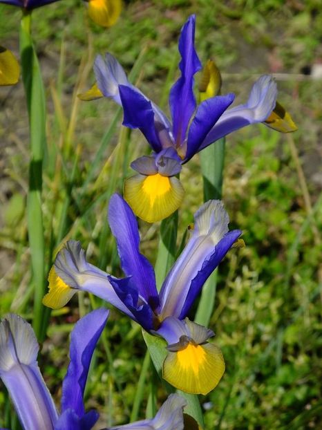 iris holl 8 - 2016_05_06_Mai_Iunie