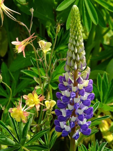 lupin 1 - 2016_05_06_Mai_Iunie