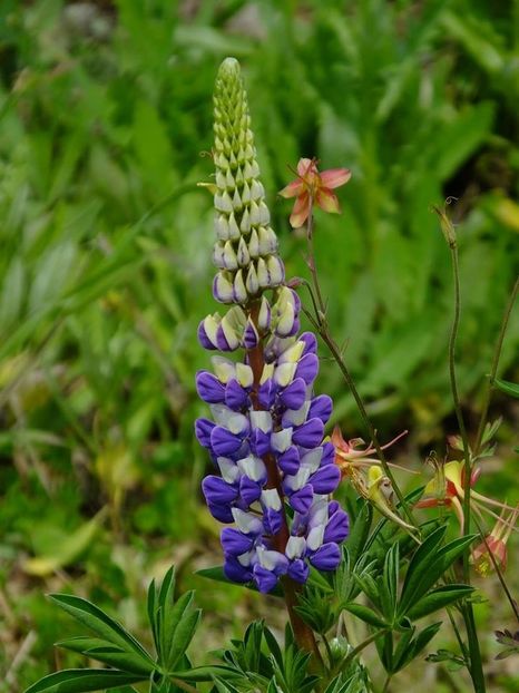 lupin 2 - 2016_05_06_Mai_Iunie