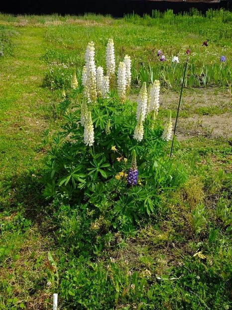 lupin 3 - 2016_05_06_Mai_Iunie