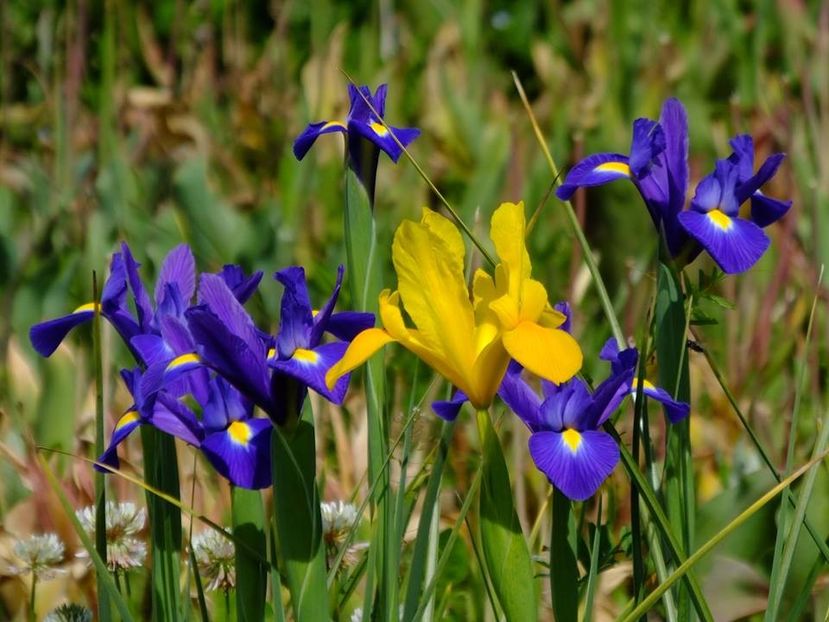 lupin 5 - 2016_05_06_Mai_Iunie