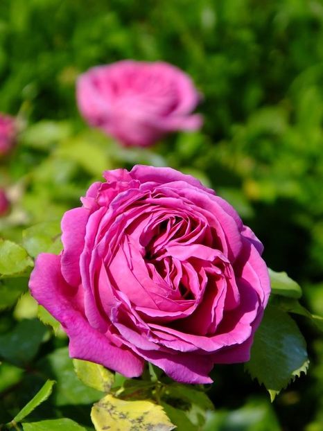 madame isaac pereire 2  - 2016_05_06_Mai_Iunie