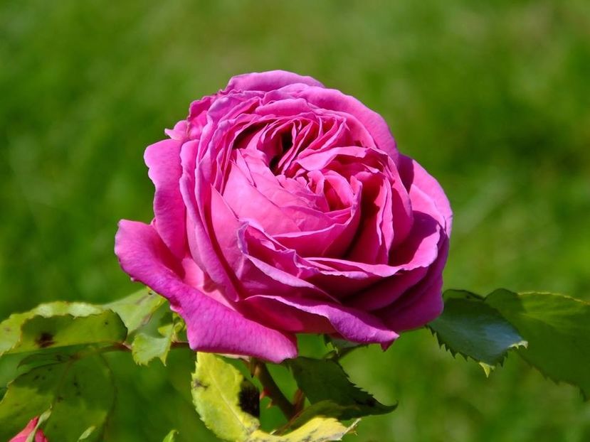 madame isaac pereire 3 - 2016_05_06_Mai_Iunie