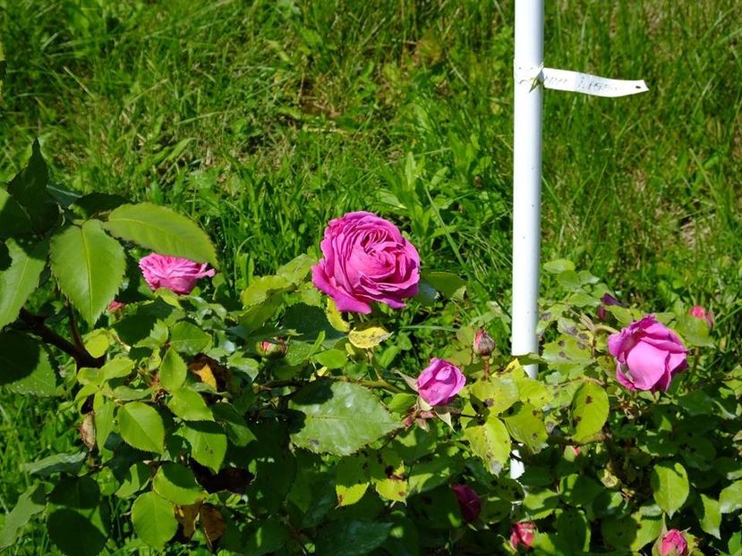 madame isaac pereire 4 - 2016_05_06_Mai_Iunie