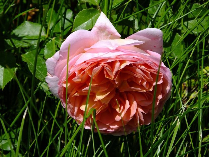 nn2 - 2016_05_06_Mai_Iunie